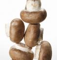 Mushrooms Health Benefits